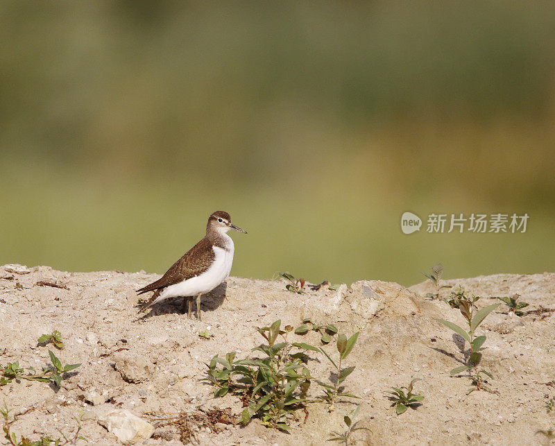 普通鹬(Actitis hypoleucos)